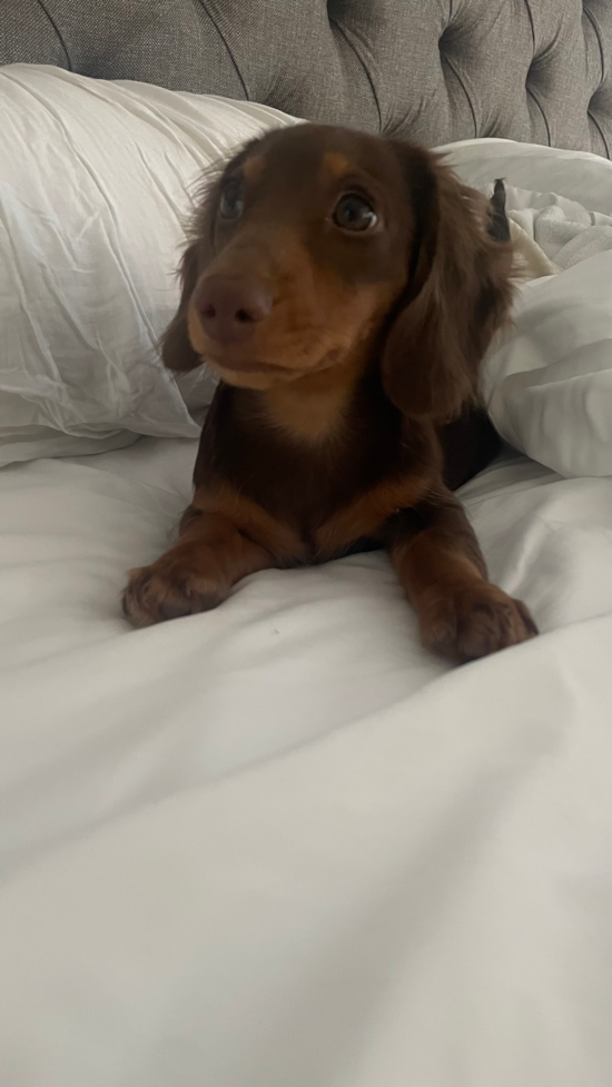 Dachshund