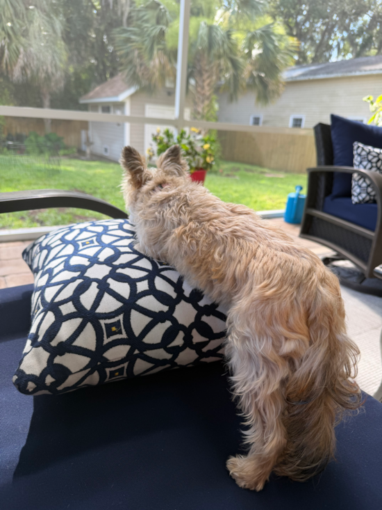Morkie