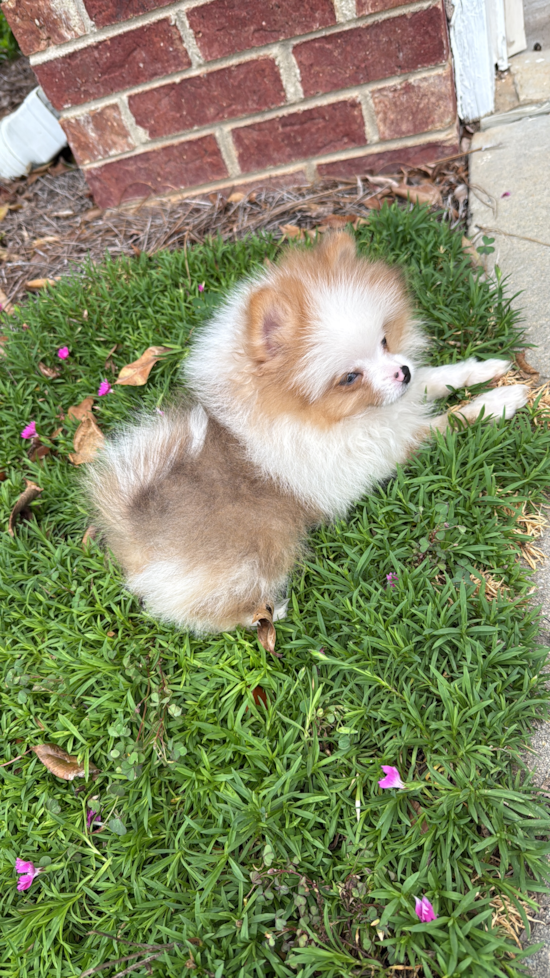 Pomeranian