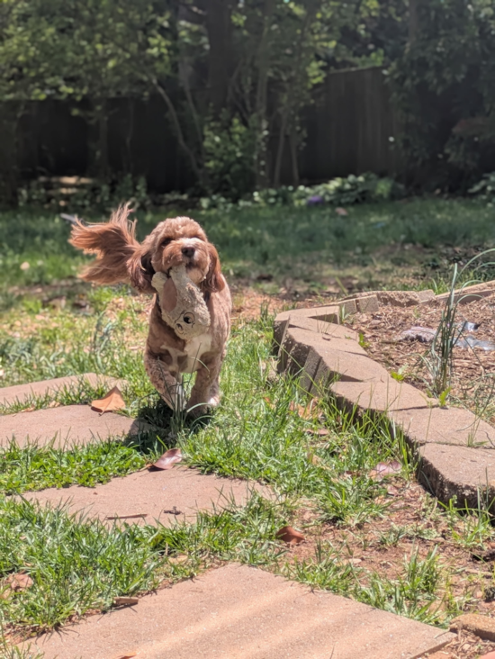 Cavapoo