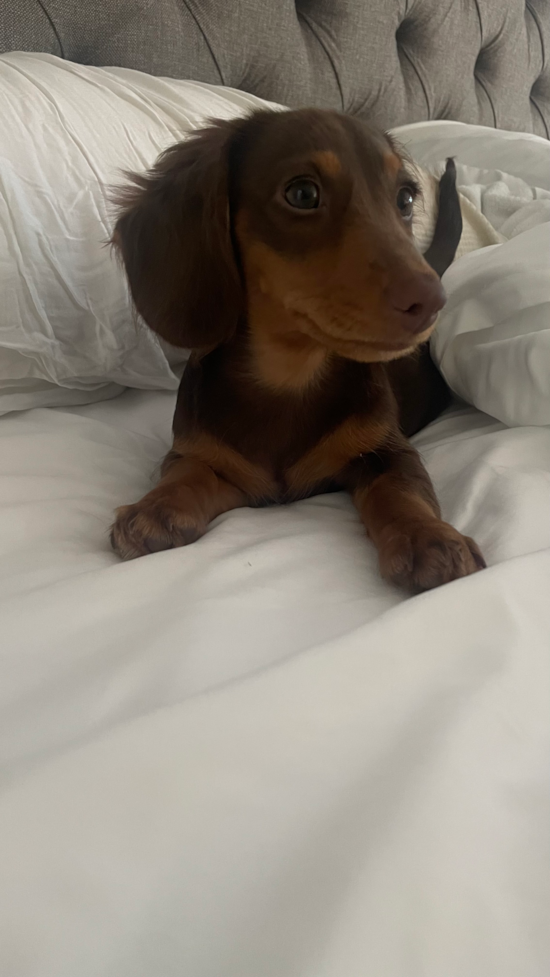 Dachshund