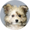 Pomachon Puppy For Sale Simply Southern Pups Pomachon Puppy For Sale - Simply Southern Pups