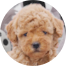 Poochon Puppies For Sale - Simply Southern Pups