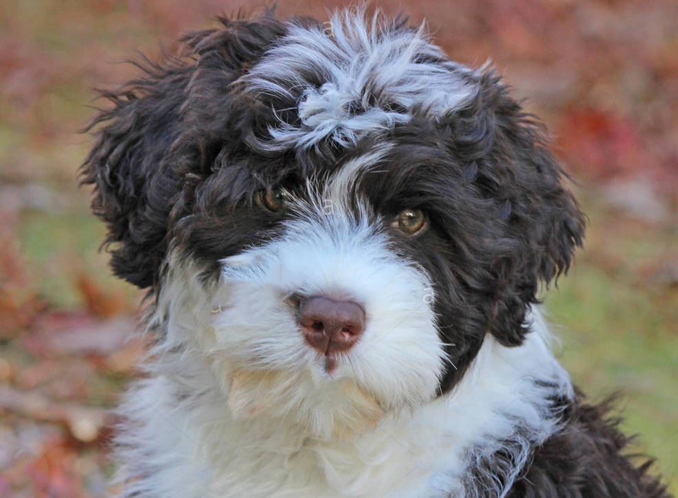 Portuguese Water Dog Puppy For Sale - Simply Southern Pups