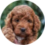 Mini Irish Doodle Puppies For Sale - Simply Southern Pups