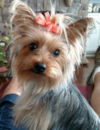 Cute Yorkie Purebred Pup