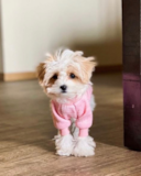 Cute Maltepoo Poodle Mix Pup Cute Maltepoo Poodle Mix Pup