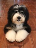 Cute Mini Bernedoodle Poodle Mix Pup