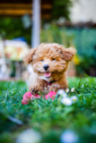 Cute Cavapoo Pup