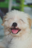 Cute Maltipom Pup