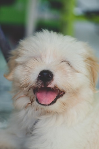 Cute Maltipom Pup