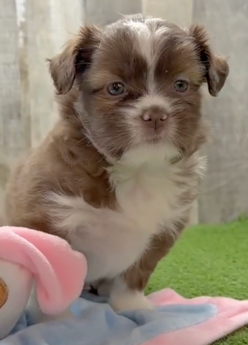 Cute Saussie Designer Pup