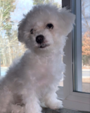 Cute Bichon Frise Pup Cute Bichon Frise Pup