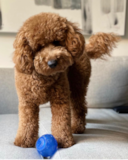 Cute Mini Goldendoodle Poodle Mix Pup