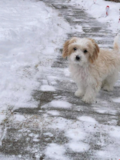 Cavachon Being Cute