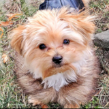 Cute Yorkie Purebred Pup