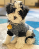 Cute Havanese Purebred Pup