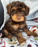 Cute Aussie Poo Poodle Mix Pup Cute Aussie Poo Poodle Mix Pup