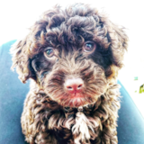 Cute Mini Labradoodle Poodle Mix Pup Cute Mini Labradoodle Poodle Mix Pup