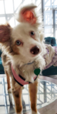 Cute Miniature Austrailian Shepherd Purebred Pup Cute Miniature Austrailian Shepherd Purebred Pup