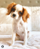 Cute Cavalier King Charles Spaniel Purebred Pup