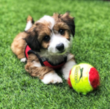 Cute Australian Designer Pup Cute Australian Designer Pup