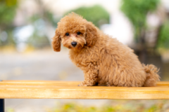 Maltipoo Being Cute