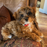 Cute Mini Aussiedoodle Pup Cute Mini Aussiedoodle Pup