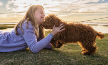 Cute Cocker Spaniel Poodle Mix Pup