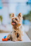 Cute Yorkshire Terrier Purebred Pup