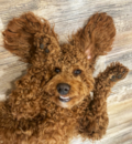 Cute Golden Retriever Poodle Mix Pup