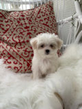 Cute Maltese Purebred Pup