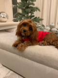 Cavapoo Being Cute Cavapoo Being Cute