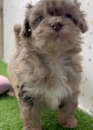 Cute Poovanese Poodle Mix Pup