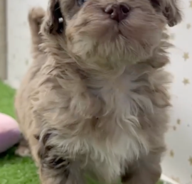 Havanese Poodle Puppies For Sale - Simply Southern Pups