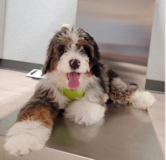 Mini Bernedoodle Being Cute