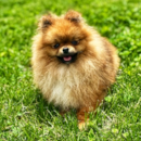 Cute Pomeranian Pup