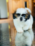 Shih Tzu Being Cute