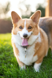 Cute Pembroke Welsh Corgi Purebred Pup