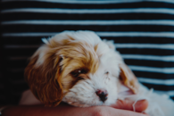 Cute Cavapoo Pup