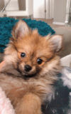 Cute Pomeranian Pup