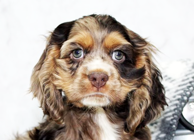 Cocker Spaniel Puppies For Sale - Simply Southern Pups