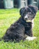 Cute Australian Designer Pup Cute Australian Designer Pup