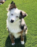 Mini Aussie Being Cute Mini Aussie Being Cute
