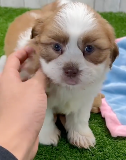 Cute Havashu Designer Pup