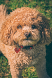 Cute Cavadoodle Poodle Mix Pup