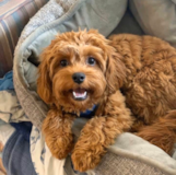 Cute Cavapoo Pup Cute Cavapoo Pup