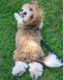 Cute Havanese Pup