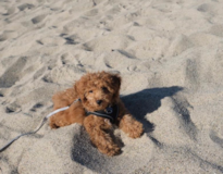 Cute Poodle Purebred Pup Cute Poodle Purebred Pup