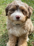 Cute Aussiechon Pup